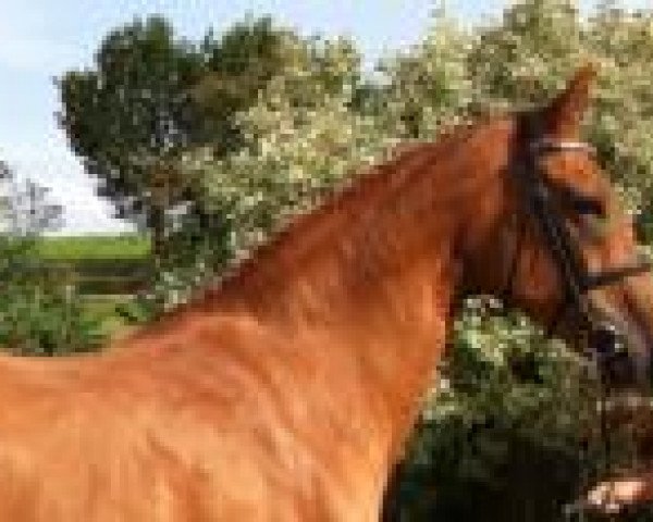 broodmare Little Lou (Hanoverian, 1997, from Lincolm L)