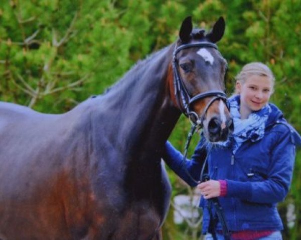 broodmare Curly Sue 188 (Holsteiner, 2010, from Casall Ask)