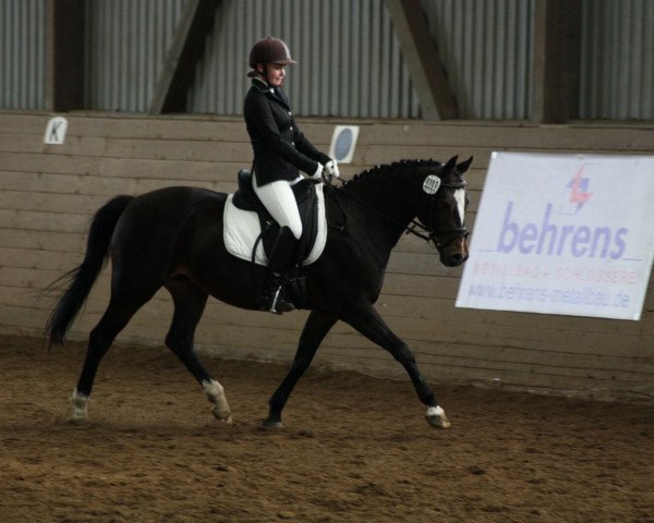 dressage horse Sabrina (German Riding Pony, 1999, from Synod Nickelcoin) dressage horse Sabrina (German Riding Pony, 1999, from Synod Nickelcoin)