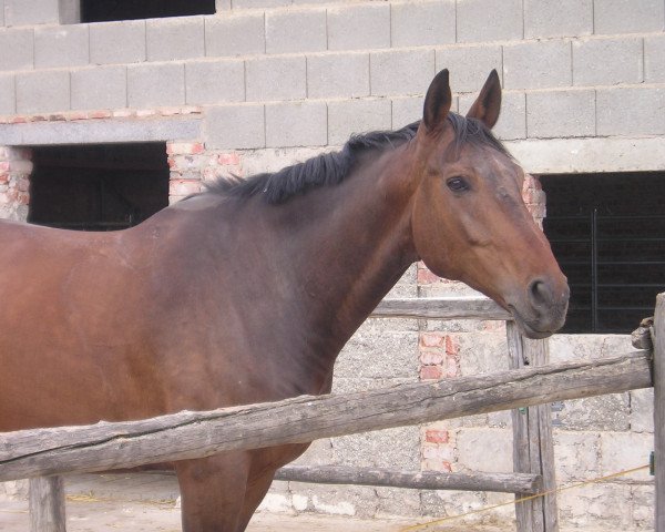 jumper Aladdin 29 (Bavarian, 1996, from Alex xx)