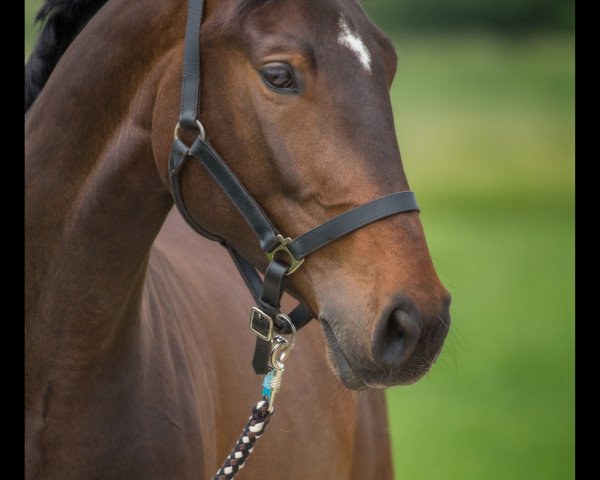 Springpferd Catch a smile 3 (Deutsches Sportpferd, 2010, von Catch Your Dreams)