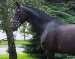 horse Smudu P (Hanoverian, 2006, from Sandro Hit)