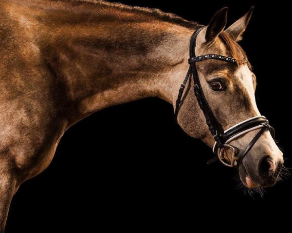 Pferd Steendieks Charme of Chambertin (Deutsches Reitpony, 2009, von FS Chambertin)