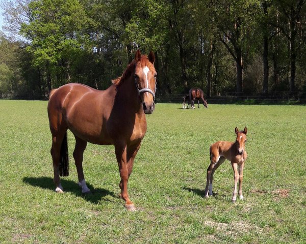 broodmare Paralü (Westphalian, 1996, from Prinz Segelhorst)