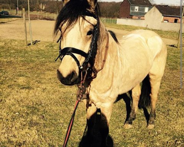 dressage horse Prinz (German Riding Pony, 2009)