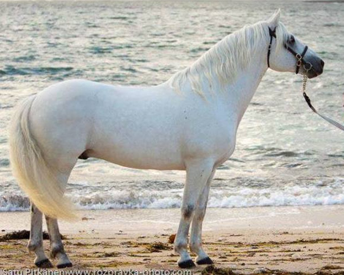 stallion Gurteen Cathal (Connemara Pony, 2002, from Coral Dun)