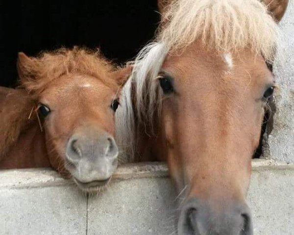 Pferd Rosalie (Shetland Pony, 2015, von Isidor PrH*)