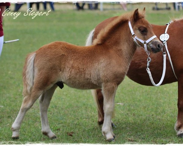 horse Isaac aus dem Wendland (Shetland Pony, 2017, from Isidor PrH*)