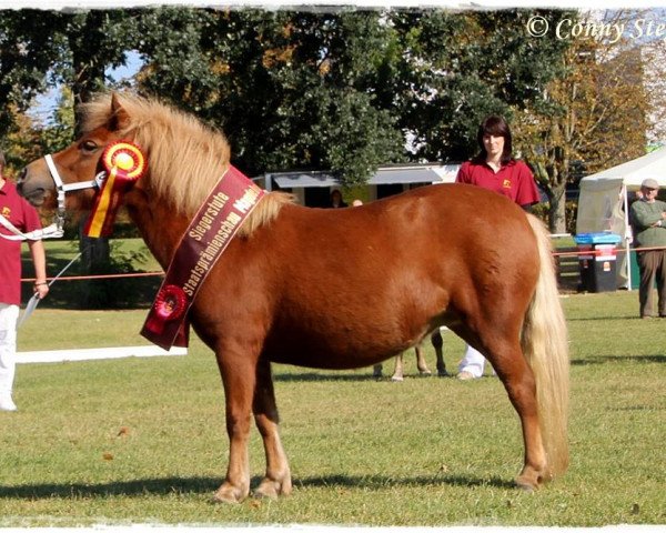 Zuchtstute Nayeli aus dem Wendland PrSt*** (Shetland Pony, 2014, von Isidor PrH*)