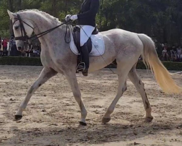 horse Levito 4 (Zweibrücken, 2002, from Limited Edition)