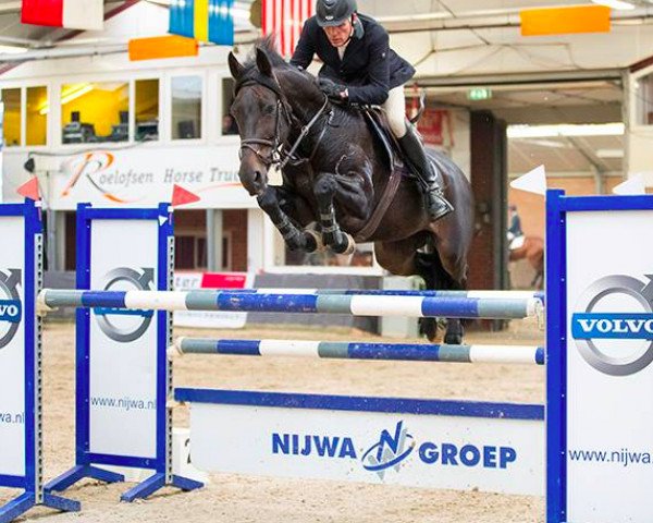 Springpferd Duchesse de Pomme van het Welthof (Belgisches Warmblut, 2003, von Lambada van Berkenbroeck)