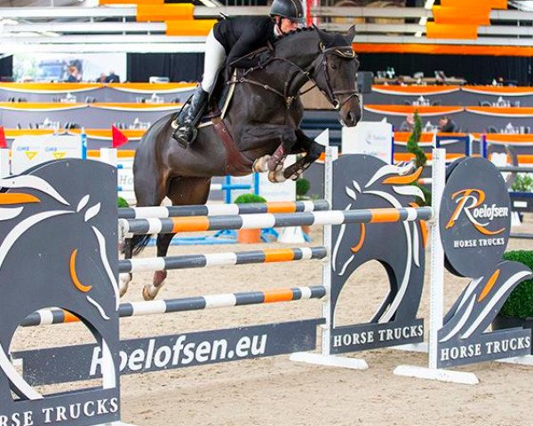 Springpferd Etcetera (KWPN (Niederländisches Warmblut), 2009, von Carnute)