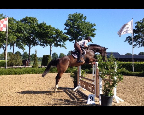 Springpferd Fiscus (KWPN (Niederländisches Warmblut), 2009, von Clinton)