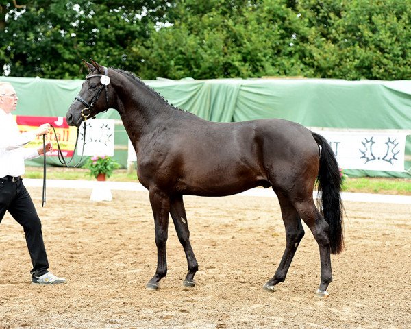 Deckhengst Kara ben Nemsi (Trakehner, 2015, von Luxor)