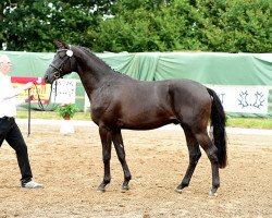 Deckhengst Kara ben Nemsi (Trakehner, 2015, von Luxor)