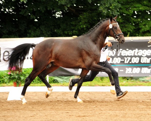 stallion Goldwert (Trakehner, 2015, from Le Rouge 7)