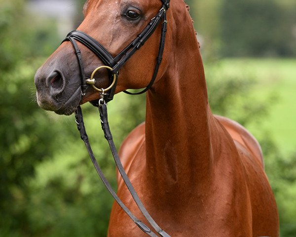 horse Surprise (Trakehner, 2015, from Le Rouge 7)