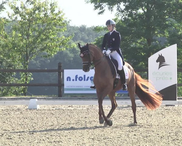 CDI**** Leudelange (LUX) 2018