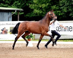 Deckhengst United Affair (Trakehner, 2015, von Herbstkönig 2)