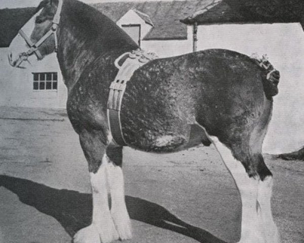 Deckhengst Craigie Commodore (Clydesdale, 1947, von Craigie Supreme Commander)