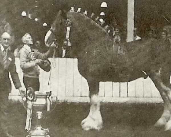 Deckhengst Doura Royal Scot (Clydesdale, 1976, von Doura Excelsior)