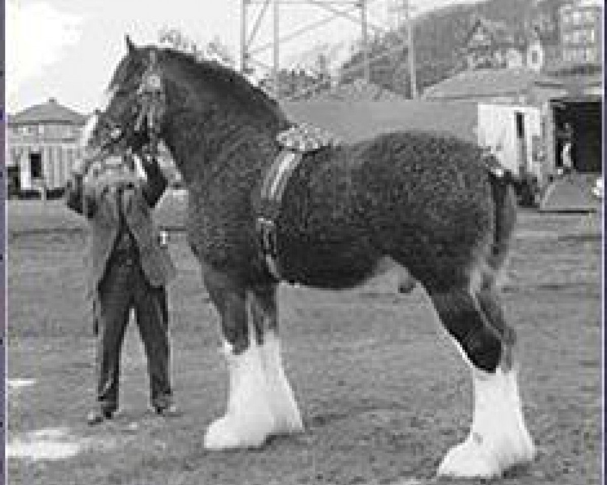 Deckhengst Ayton Perfection (Clydesdale, 1978, von Ayton Supreme)