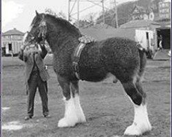 Deckhengst Ayton Perfection (Clydesdale, 1978, von Ayton Supreme)