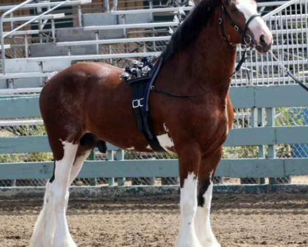 Pferd 2S Above All's Superb Infatuation (Clydesdale, 2009, von Doura Above All)