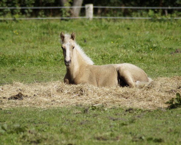 dressage horse Rheingold's Mirabell (German Riding Pony, 2017, from Rheingold)