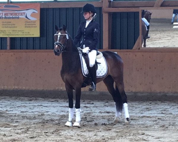 horse Kaiser's Junior (German Riding Pony, 2014, from Kaiser Bonaparte WE)