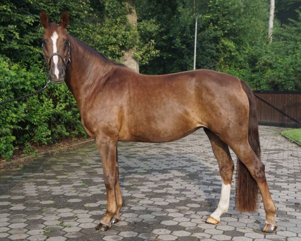 broodmare Bambina R (Hanoverian, 2007, from Belissimo NRW)