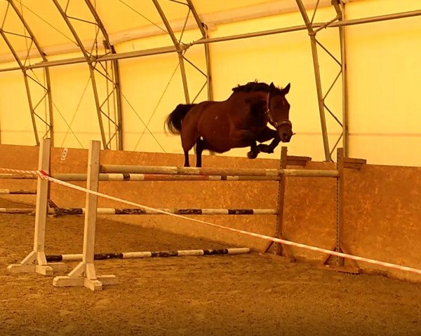 Pferd Aldato Lilla (Ungarisches Warmblut, 2014, von Pm Balougraf)