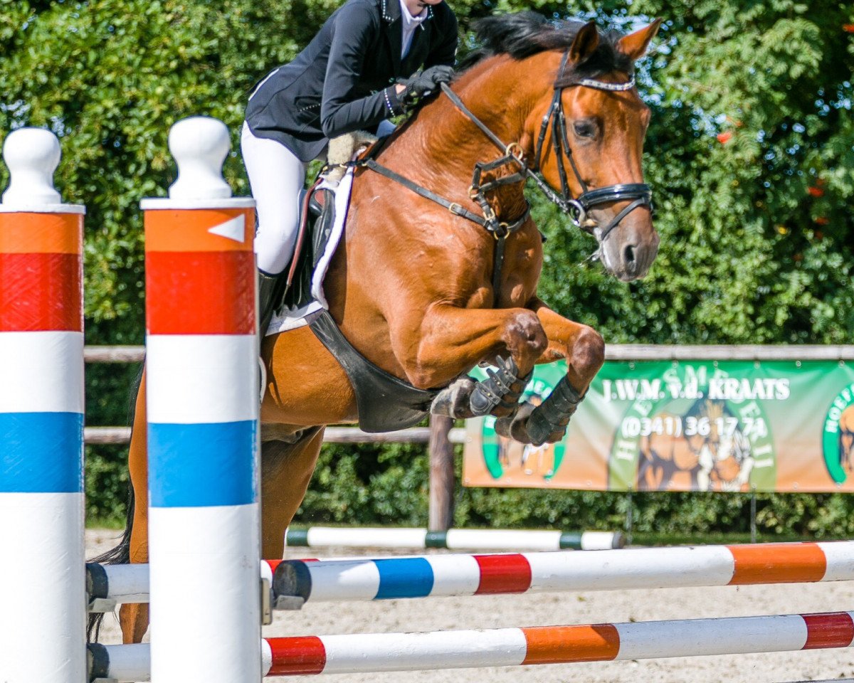 Cavallo Falcon (Pony New Forest, 2012, di Hoppenhof’s Tycko)