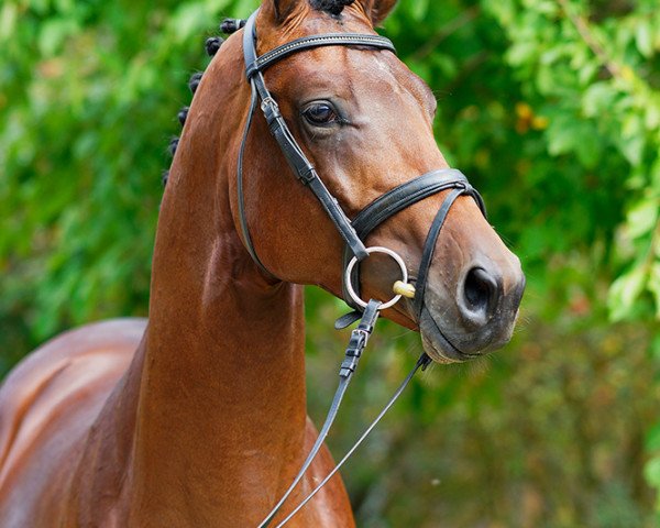 horse Minzfürst (Trakehner, 2015, from Heops)