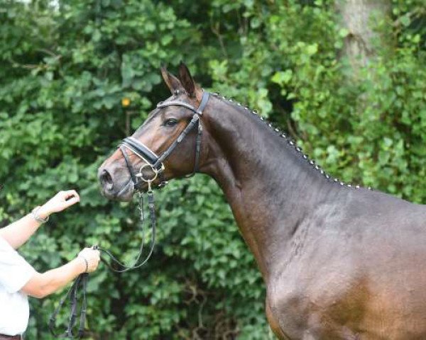 Pferd Ganderas (Trakehner, 2015, von Berlusconi)