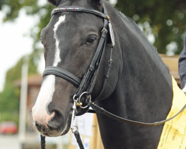 stallion Woodlander Rockstar (Hanoverian, 2002, from Rotspon)