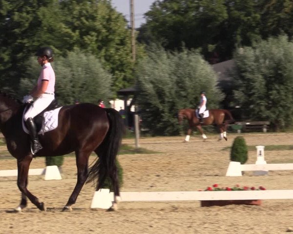 Reitturnier Münster-Roxel 2018