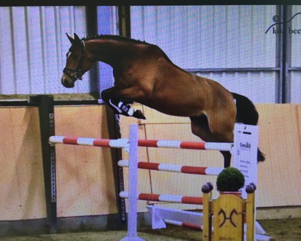 jumper Carinja de Lux (Hanoverian, 2013, from Carrico)