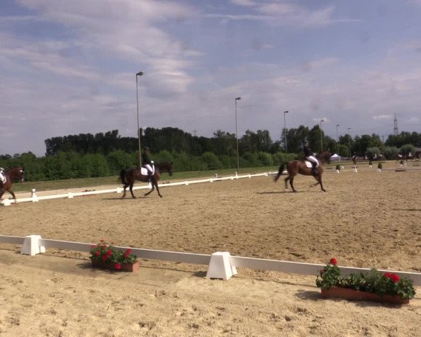 Reitturnier Münster-Roxel 2018