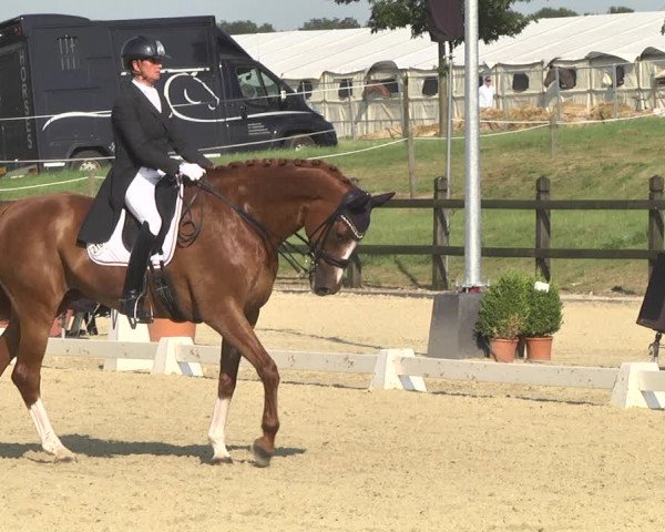 CDI**** Leudelange (LUX) 2018