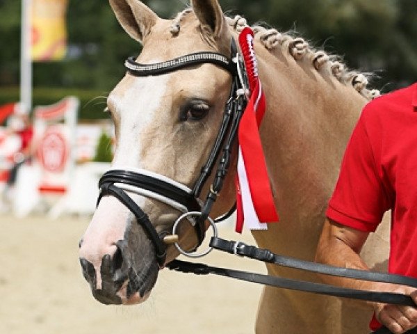 Zuchtstute Djanina J (Deutsches Reitpony, 2014, von Djalisco J)
