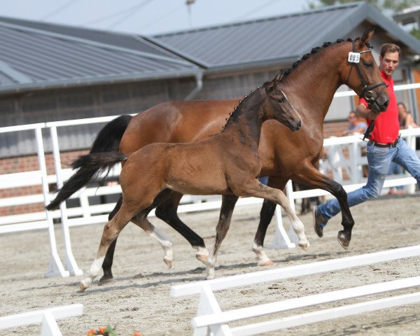 Dressurpferd Seniorita L (Westfale, 2017, von Symphonic)