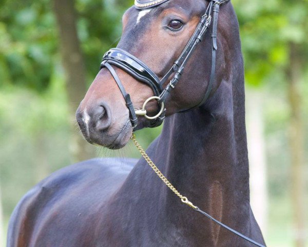 Dressurpferd Duke D'Arx (Hannoveraner, 2011, von Decamerone 5)