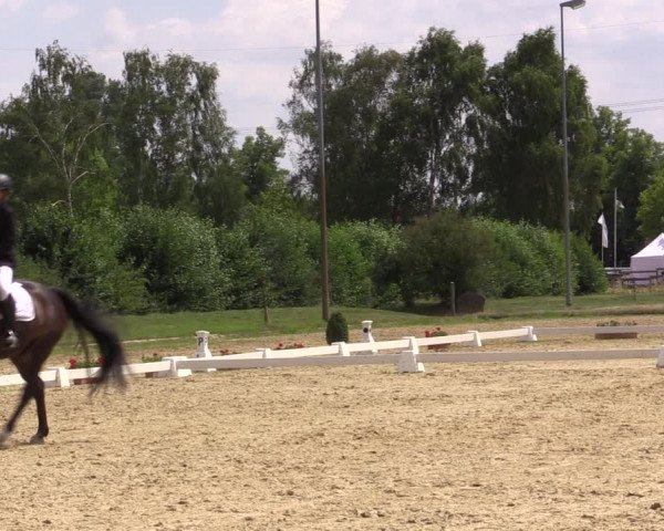 Reitturnier Münster-Roxel 2018