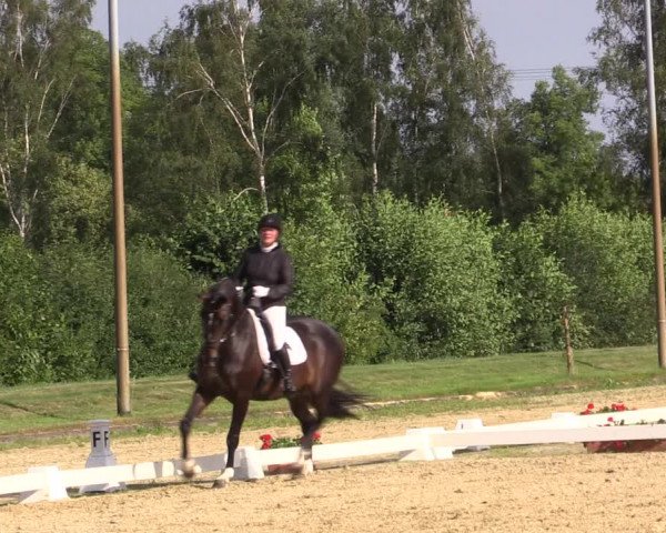 Reitturnier Münster-Roxel 2018
