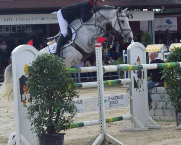 jumper Caresino Z (Zangersheide riding horse, 2010, from Casino)