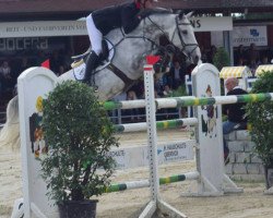 jumper Caresino Z (Zangersheide riding horse, 2010, from Casino)