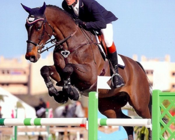 jumper Hilton de Laubry (Belgian Warmblood, 2007, from Broere Atlantic)