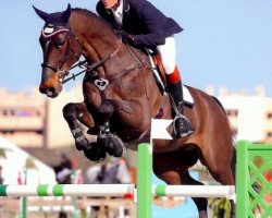 jumper Hilton de Laubry (Belgian Warmblood, 2007, from Broere Atlantic)