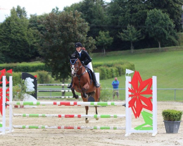 jumper Funny's Diamond ML (Irish Sport Horse, 2001, from Furisto's Diamond)